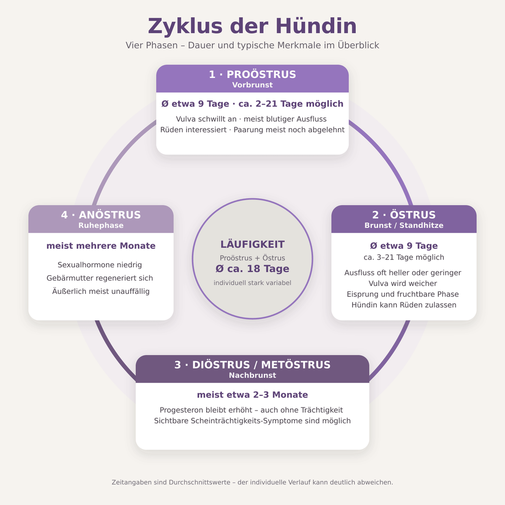 Der gesamte Zyklus der Hündin geht über mehrere Monate. 