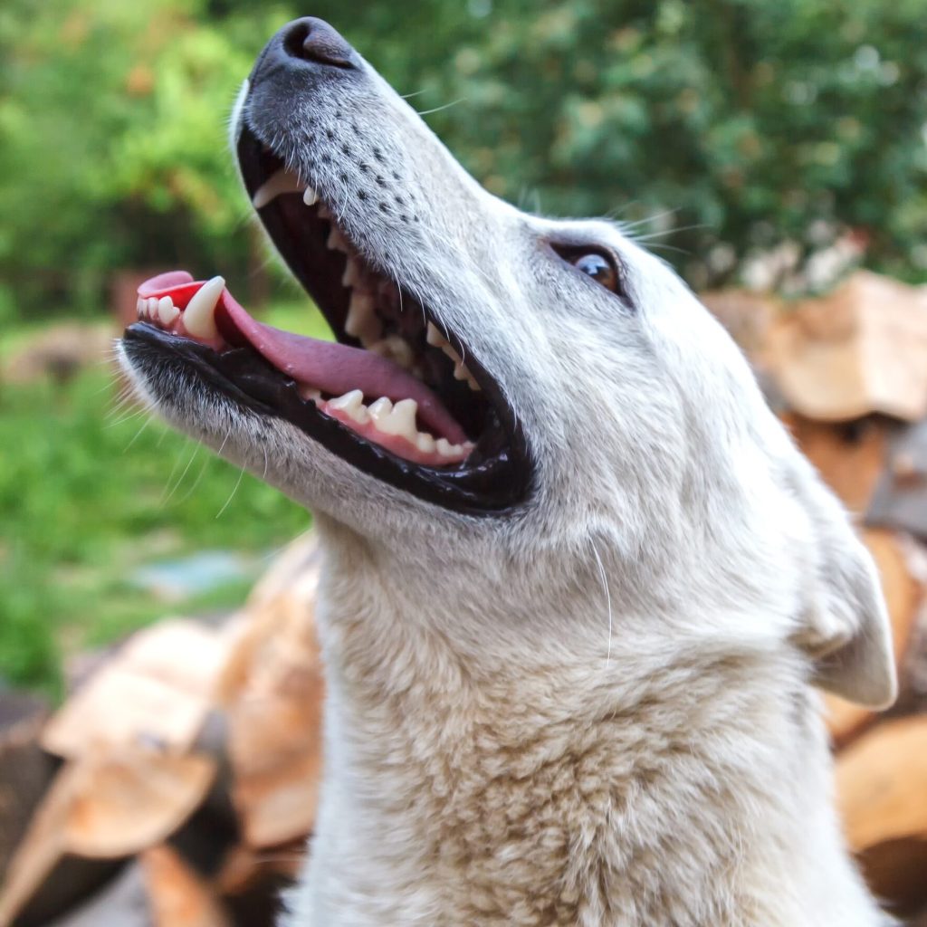 A cute smile Siberian Husky dog without leash outdoors in the nature on a sunny day